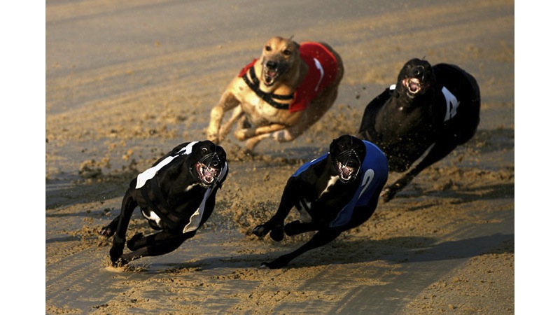 198/218 - Racing Greyhounds - England, 1993.